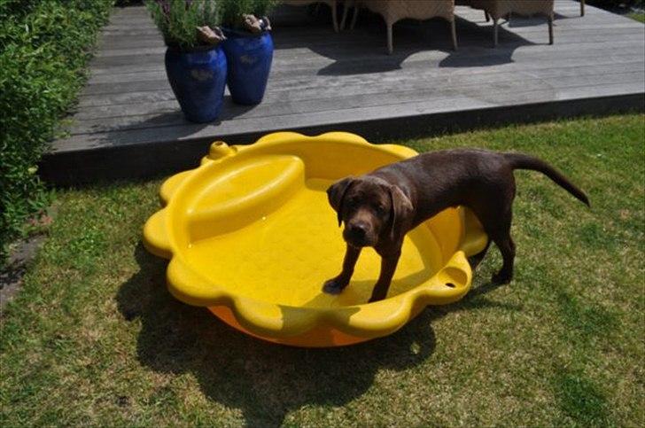 Labrador retriever HUMPHREY OMGEA DEN 3 - Jeg har min egen pool, og elsker vand billede 7