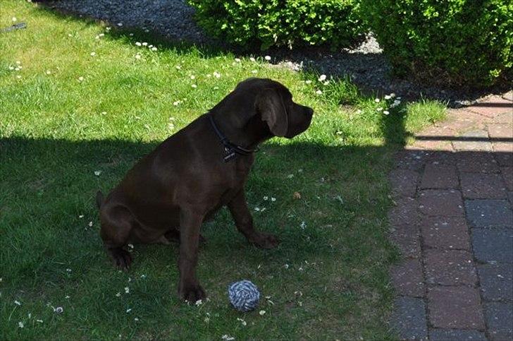 Labrador retriever HUMPHREY OMGEA DEN 3 - Ok jeg er ikke mere den lille nuttet lade dreng mere. Men ved at være en flot og lækker chokolade lab. billede 8