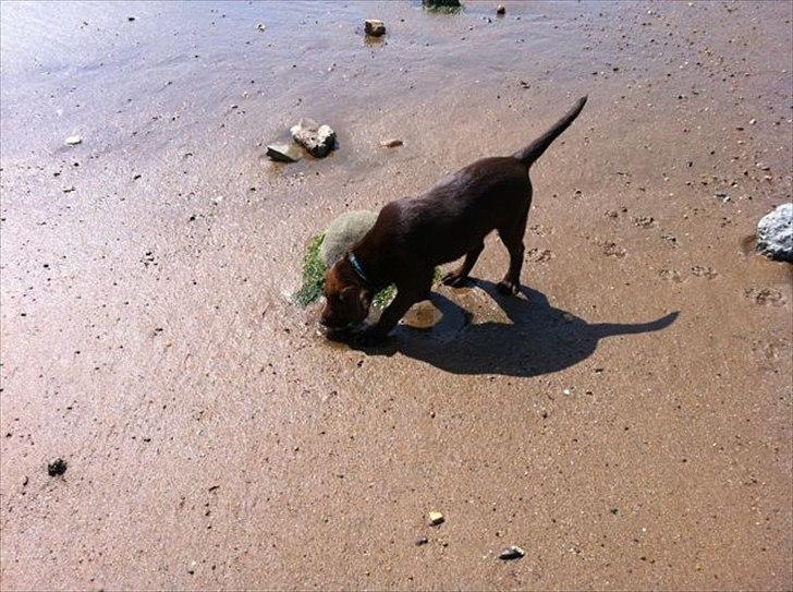 Labrador retriever HUMPHREY OMGEA DEN 3 - Mad mor og jeg er meget på stranden.
Er i vild her er meget at se, snuse til. billede 6