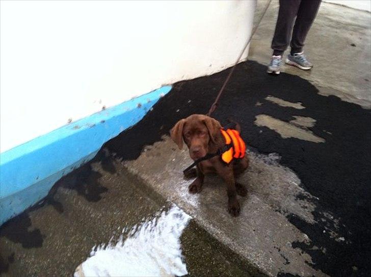 Labrador retriever HUMPHREY OMGEA DEN 3 - Er starte til  hunde svømning.
LOVE IT billede 10