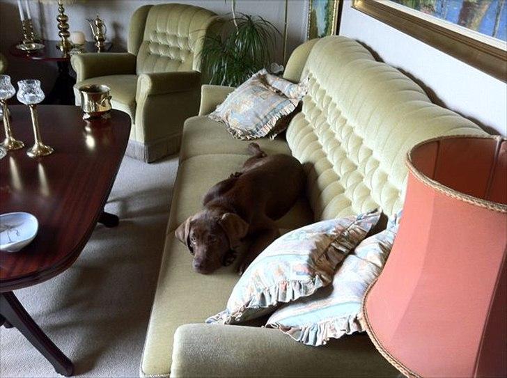 Labrador retriever HUMPHREY OMGEA DEN 3 - Hende de kalde beste, var ikke glad for at se mig på hendes sofa billede 9
