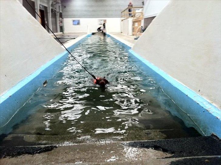 Labrador retriever HUMPHREY OMGEA DEN 3 - LOVE IT
LOVE IT billede 11