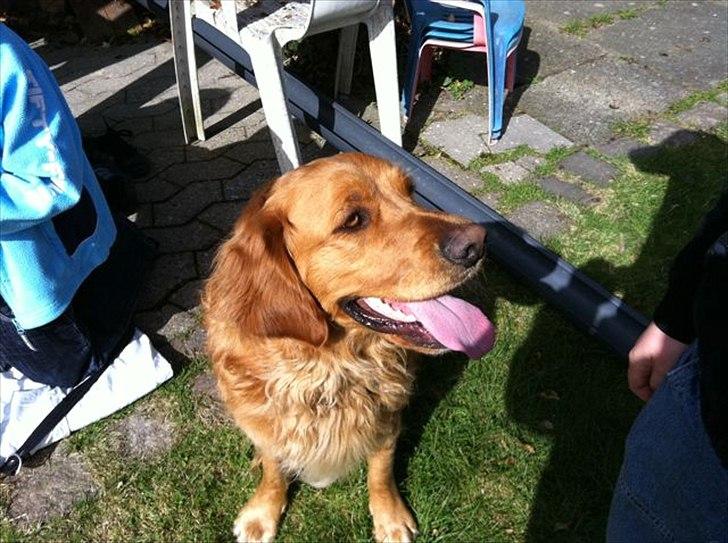 Labrador retriever HUMPHREY OMGEA DEN 3 - Ven Buller billede 12