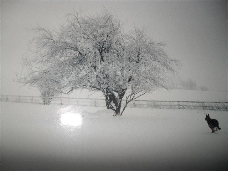 Schæferhund Xella - Velkommen. Dette er helt klart mit y-billed af hende´. Synes det err så smukt. billede 1