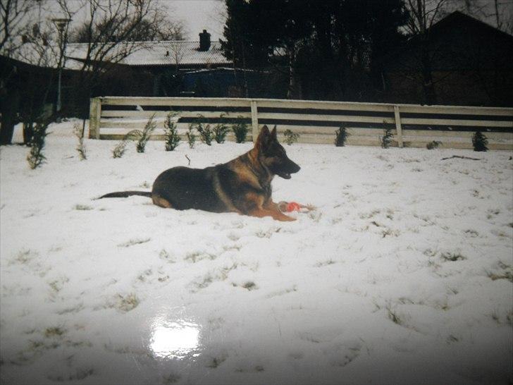 Schæferhund Xella - Xella i sneen. billede 3
