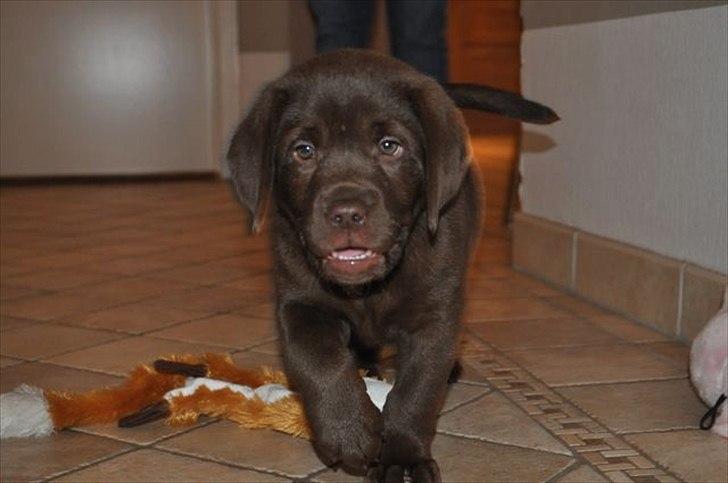 Labrador retriever HUMPHREY OMGEA DEN 3 - PÅ VEJ UD OG OPLEVE VERDEN billede 1