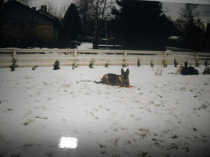 Schæferhund Xella billede 4