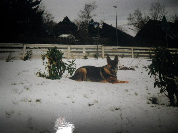 Schæferhund Xella - Xella i sneen. billede 5