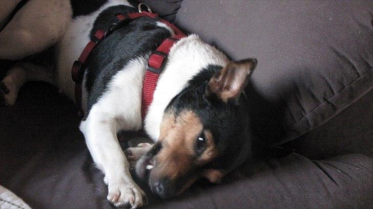 Jack russell terrier Nuser - Søde Nuser  billede 14