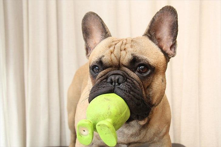 Fransk bulldog    Hakonis Christian Dior - juni 2011 billede 18