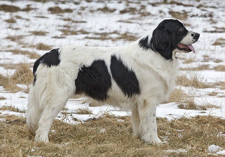 Landseer Arthos billede 2