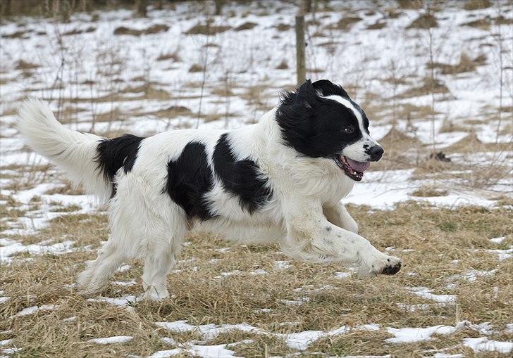 Landseer Arthos billede 3