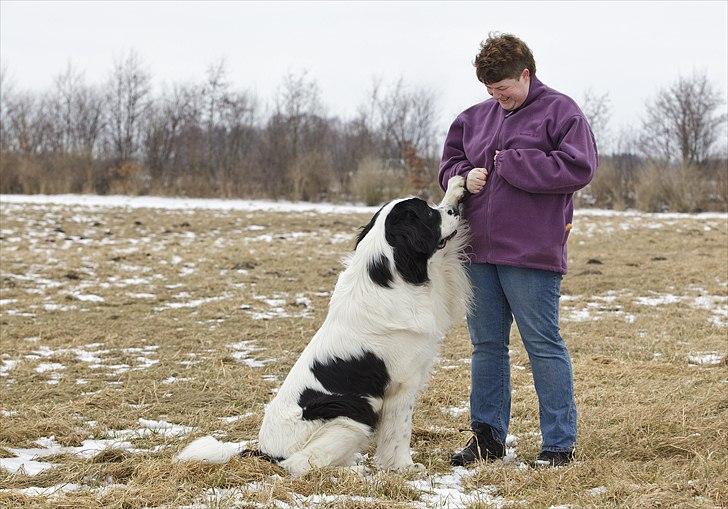 Landseer Arthos billede 4