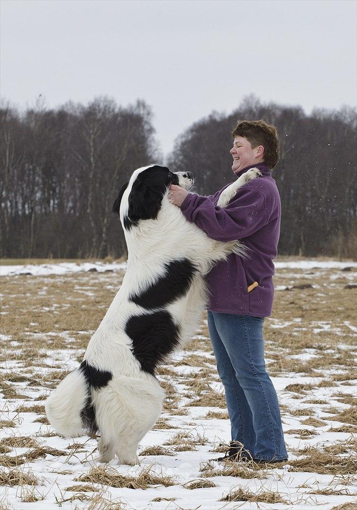 Landseer Arthos billede 5