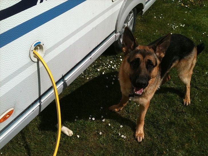 Schæferhund Kato billede 12