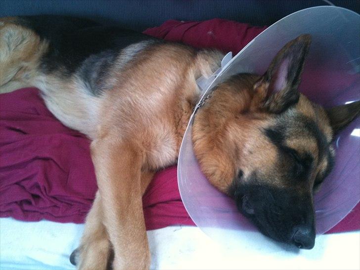 Schæferhund Kato billede 13