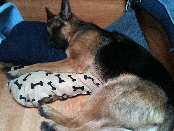 Schæferhund Kato billede 14