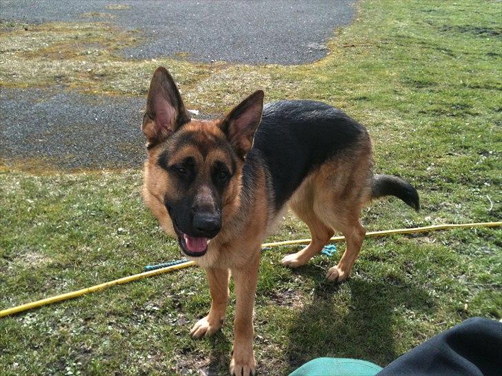 Schæferhund Kato billede 11