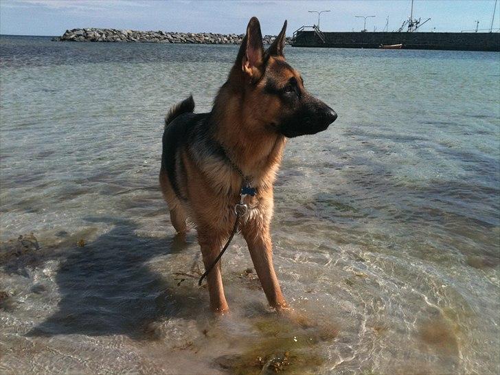 Schæferhund Kato - Kato på stranden i Snogebæk :) billede 1