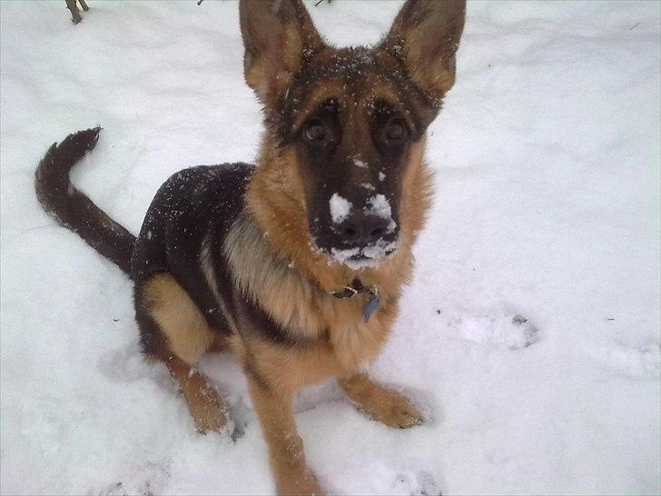 Schæferhund Kato billede 6