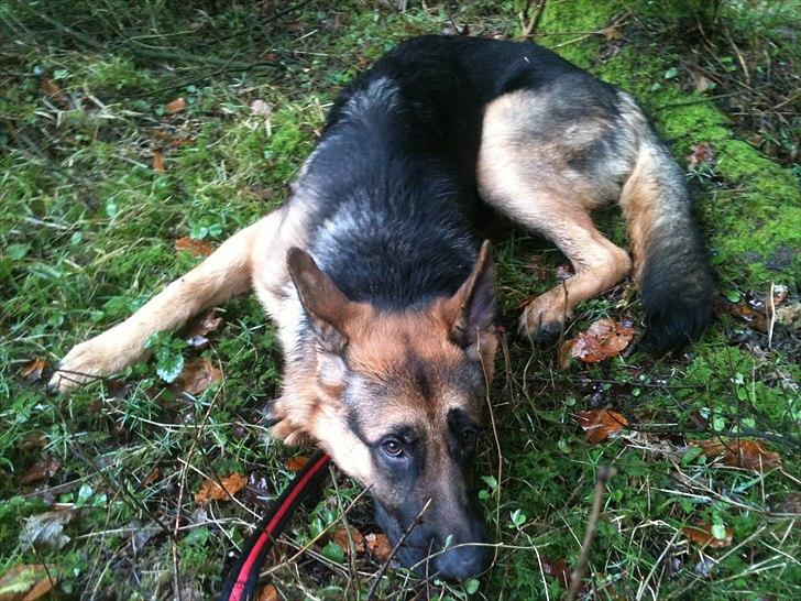 Schæferhund Kato billede 15