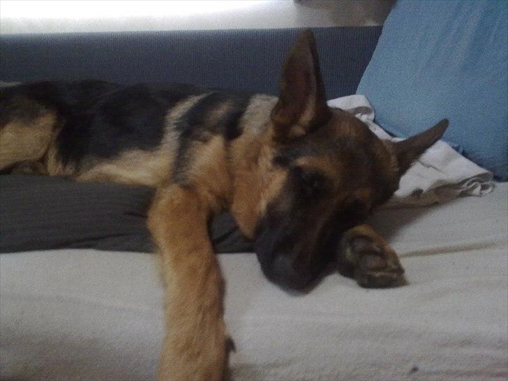 Schæferhund Kato billede 16