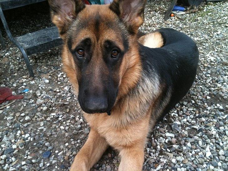 Schæferhund Kato billede 17