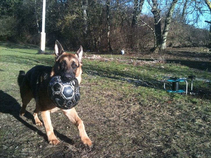 Schæferhund Kato billede 18