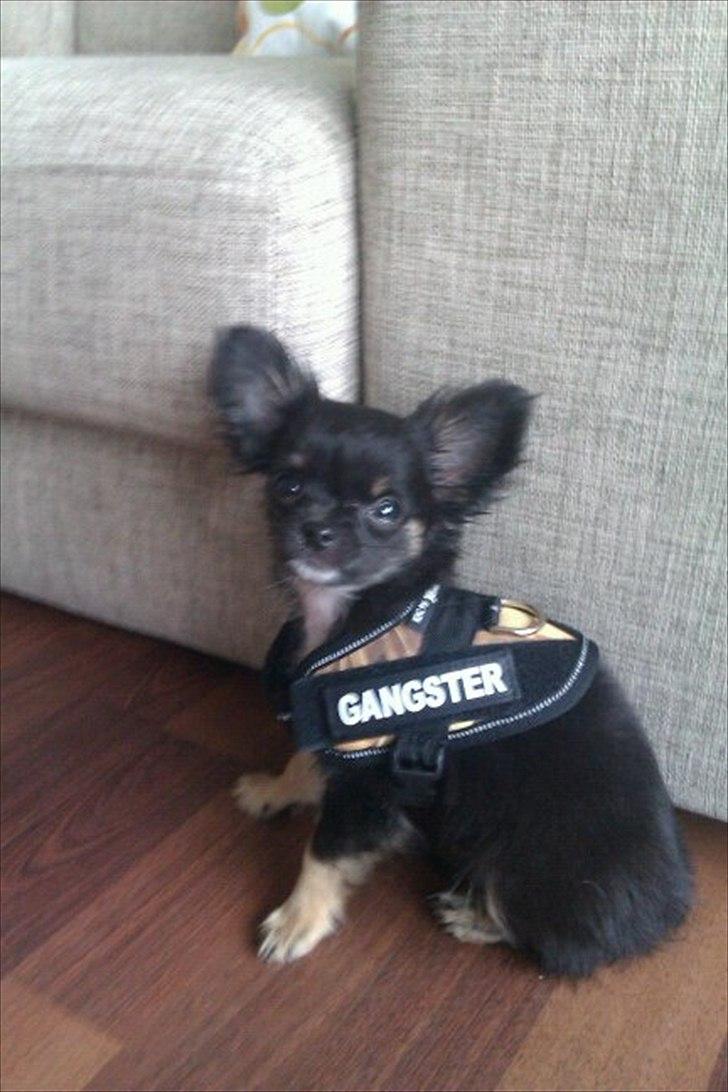 Chihuahua Lilo billede 18