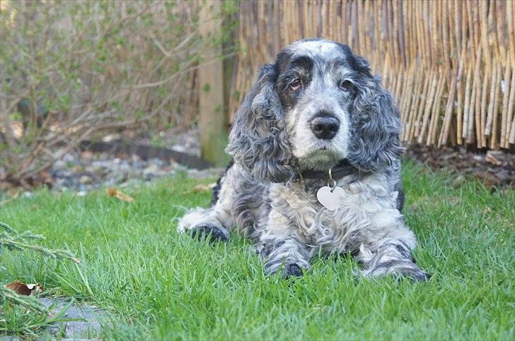 Cocker spaniel | Smila - Min smukke smukke hund. billede 2