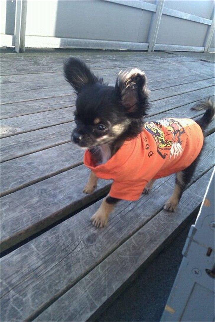 Chihuahua Lilo billede 19