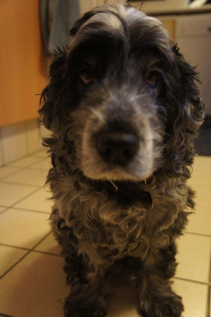 Cocker spaniel | Smila - Krøltop <3. billede 5