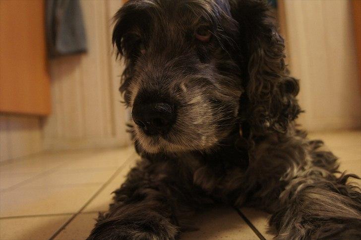 Cocker spaniel | Smila - Jeg elsker dig Smila <3. billede 12