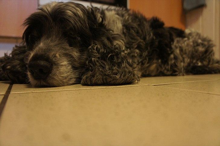 Cocker spaniel | Smila - Sove, det er det hun bruger det meste af dagen på. billede 10