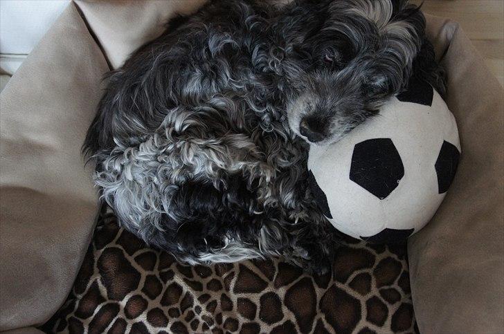 Cocker spaniel | Smila - Hende & hendes elskede bold. billede 6