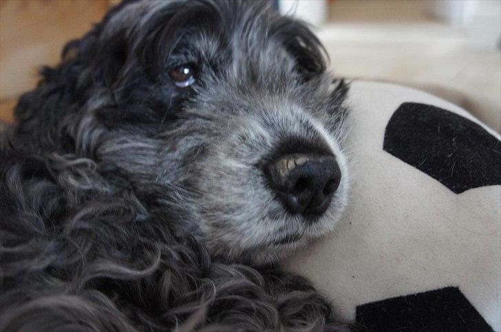 Cocker spaniel | Smila - Hendes elskede stof bold, den sover & leger hun altid med. billede 11