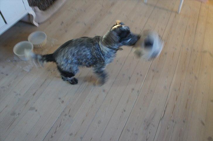 Cocker spaniel | Smila - Her fik hun så et af hendes 'flip' hvor hun endelig gad at lege :-P. billede 8