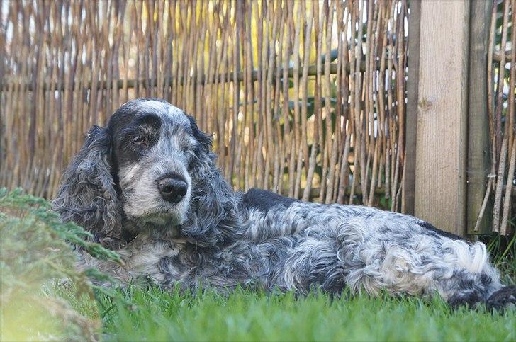 Cocker spaniel | Smila - At noget er perfekt, betyder ikke at det er fejlfrit, men at du ikke ønsker det skal være anderledes. billede 13
