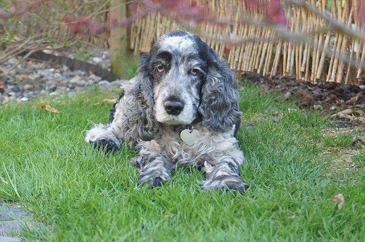 Cocker spaniel | Smila billede 15