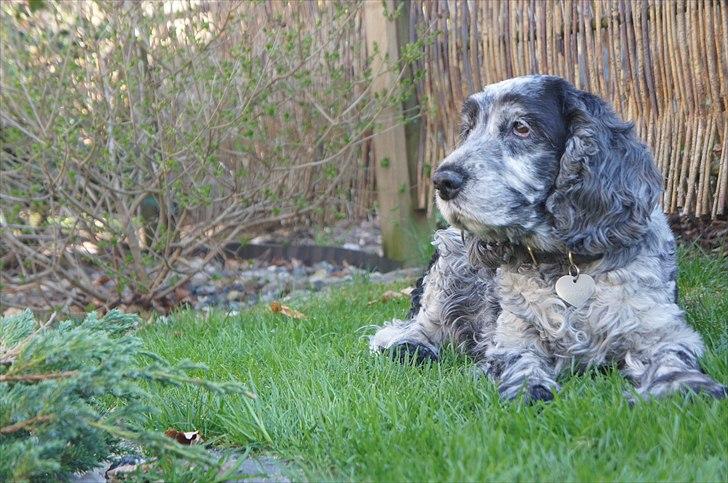 Cocker spaniel | Smila - Hun forstår at posere foran kameraet :-P. billede 7