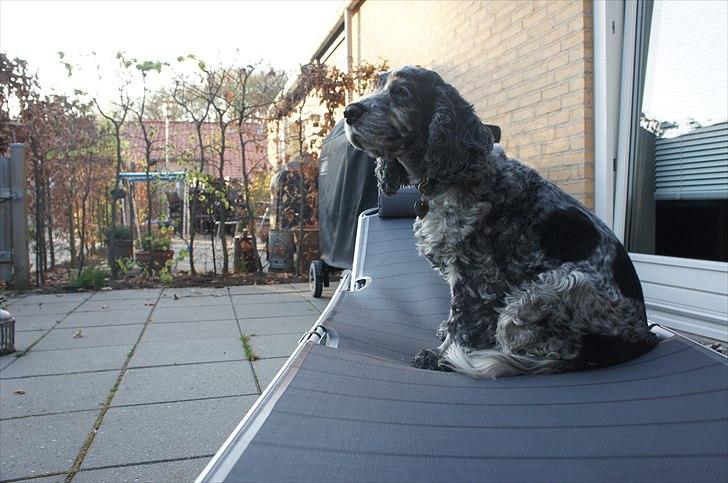 Cocker spaniel | Smila billede 14