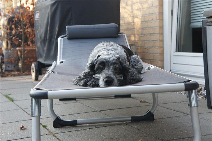 Cocker spaniel | Smila billede 16