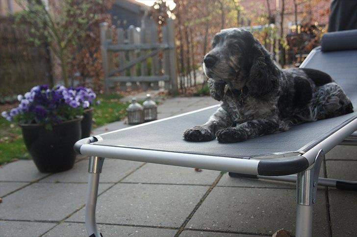 Cocker spaniel | Smila billede 17