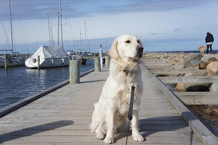 Golden retriever | Buller - Søde & smukke Buller på havnen. billede 2