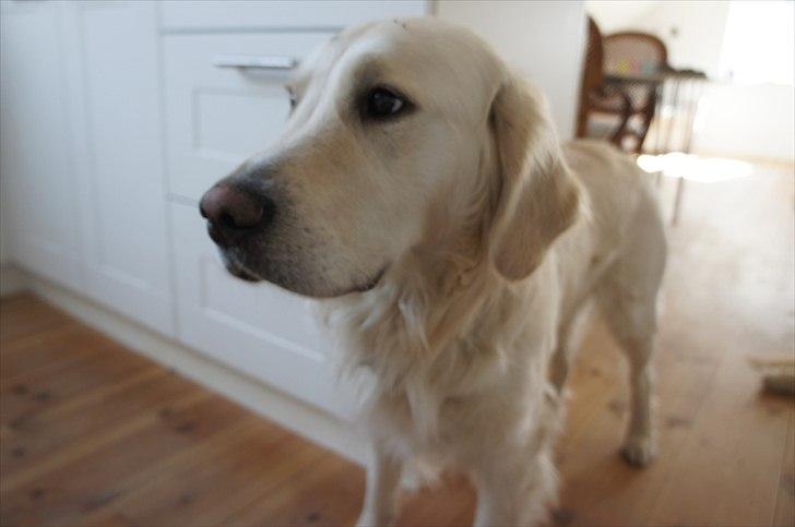 Golden retriever | Buller billede 11