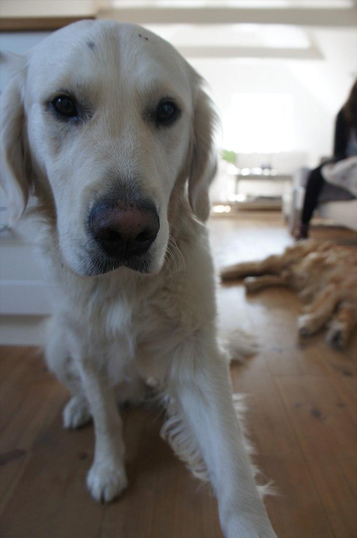 Golden retriever | Buller - Man kan altid kende ham på hans lille sorte prik i panden :-D. billede 15