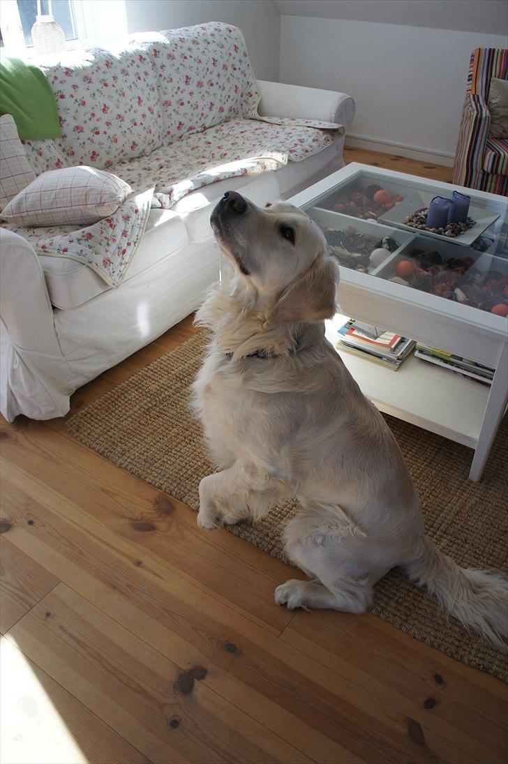 Golden retriever | Buller - Han er lidt feminim :-P. billede 7