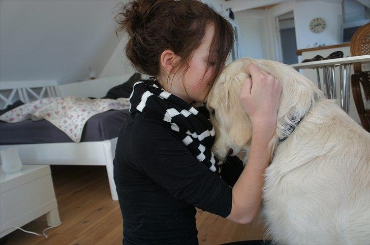 Golden retriever | Buller - Et kys til min dejlige hund. billede 5