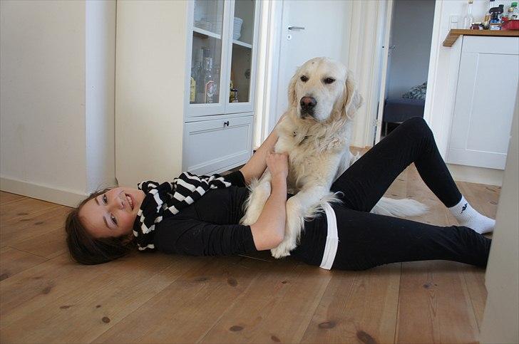 Golden retriever | Buller billede 17