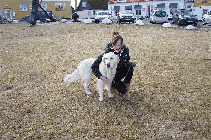 Golden retriever | Buller billede 9